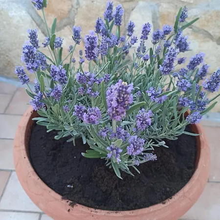 Villa Orsa Maggiore - A Pochi Passi Dal Mare